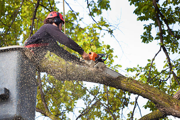 Tree Root Removal